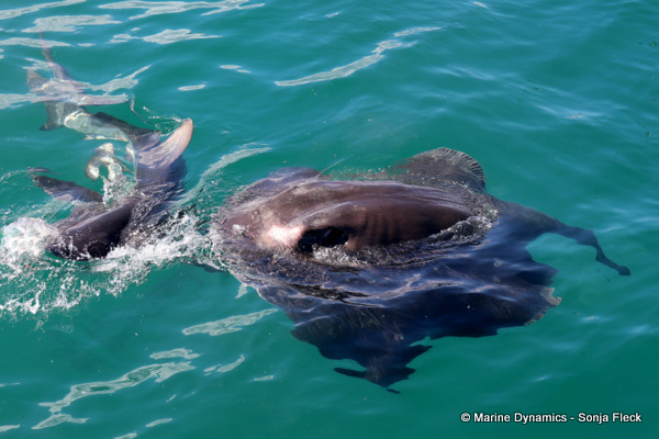 Bronze whaler shark & Short-tail stingray, South Africa